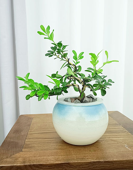 3-year-old melon seed boxwood seedlings