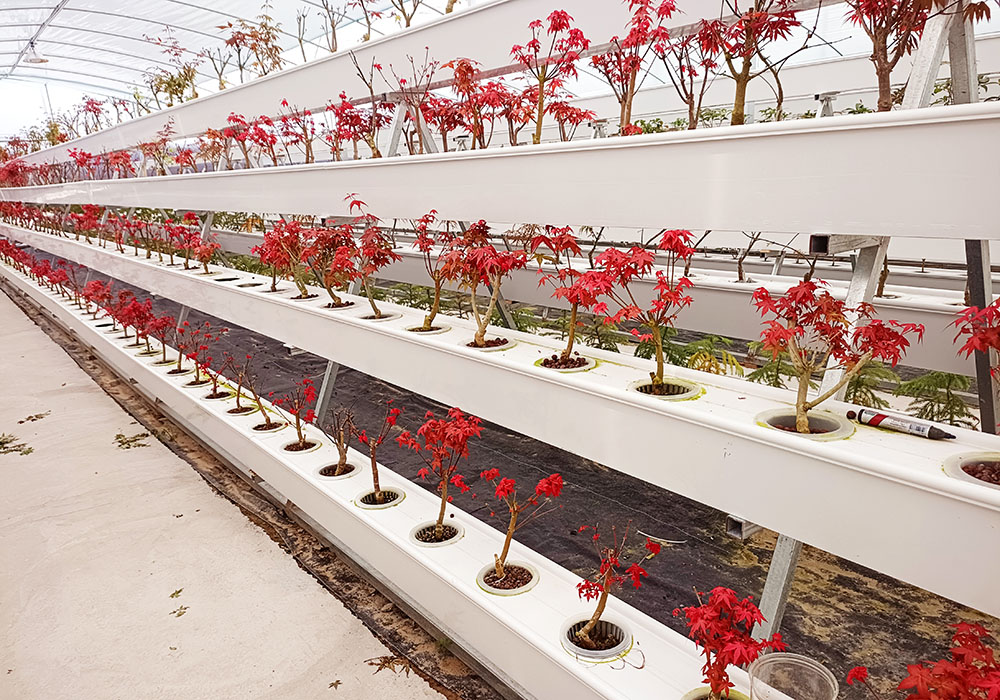 Huamingtang hydroponic bonsai base