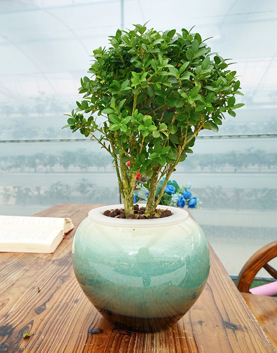 Pearl boxwood