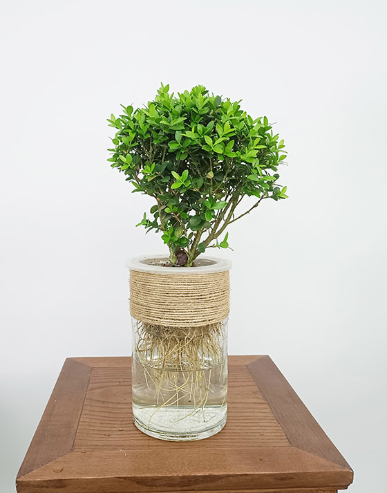 Pearl boxwood