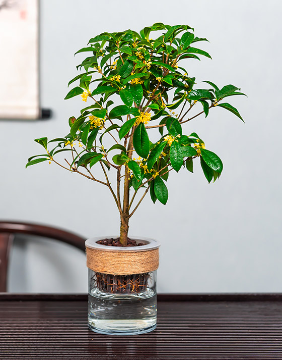 Four Seasons Osmanthus