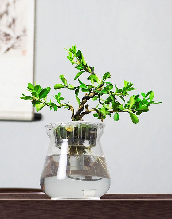 3-year-old melon seed boxwood seedlings