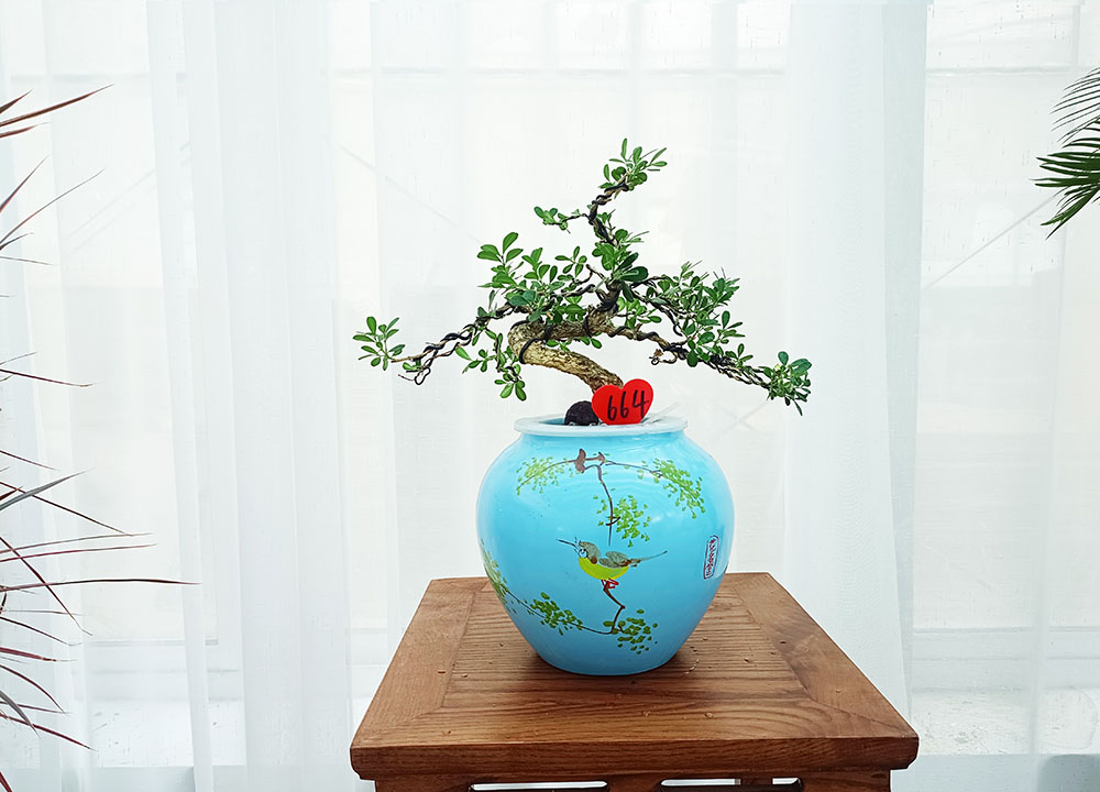 Boxwood 5-year-old seedlings