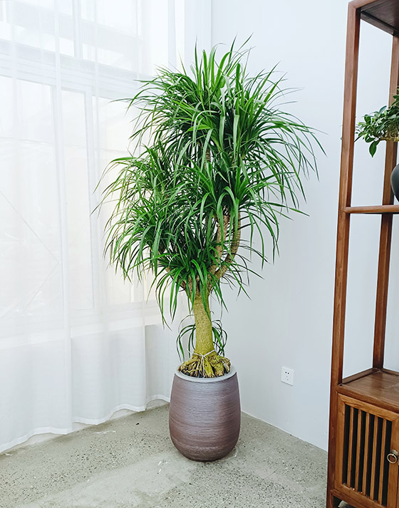 Dracaena