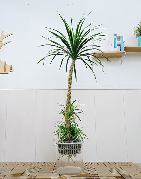 Dracaena