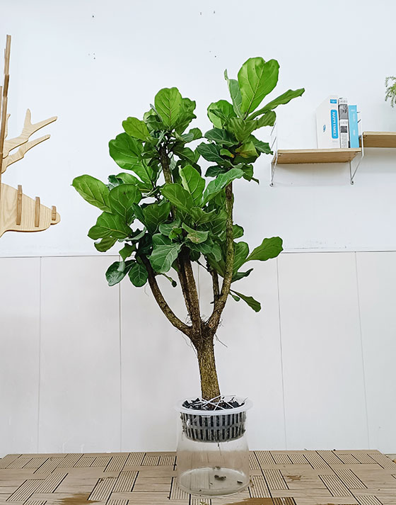 Fiddle Leaf Fig